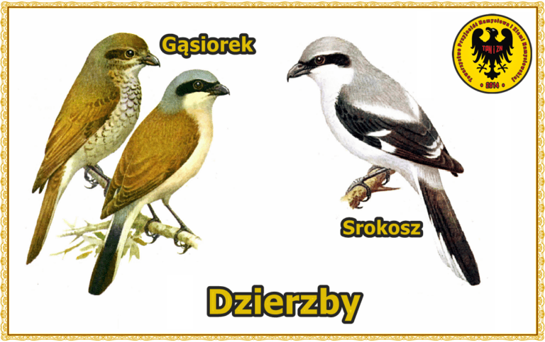 Ptaki Ziemi Namysłowskiej #46