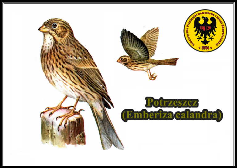 Ptaki Ziemi Namysłowskiej #49